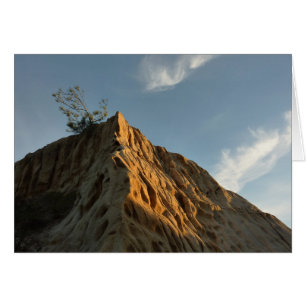 Cartão Scraggly Torrey Pine na Costa Sunset da Califórni