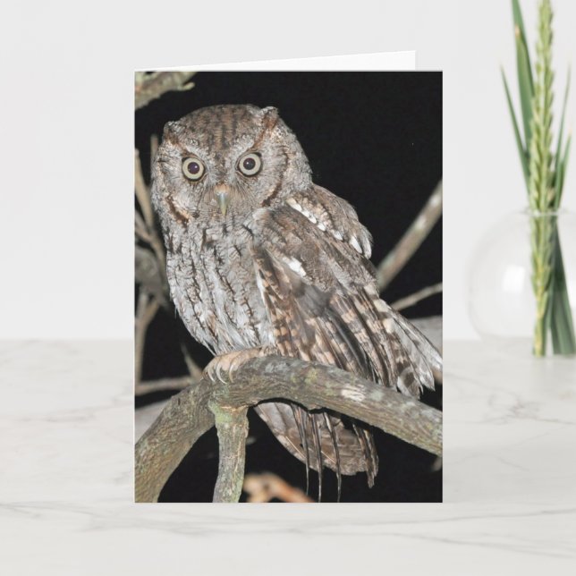Cartão Screech Owl (Frente)
