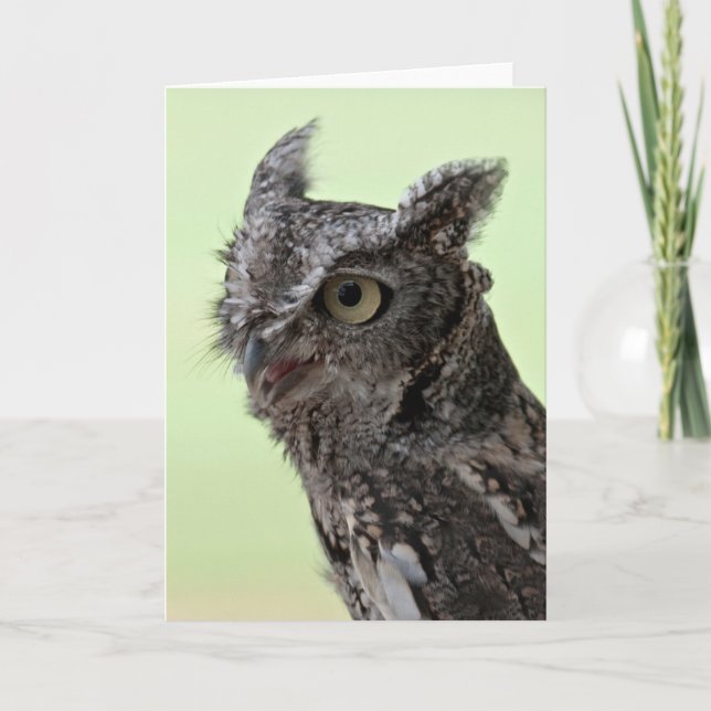 Cartão Screech Owl greeting card (Frente)