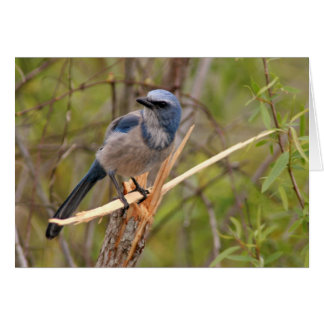 Cartão Scrub Jay