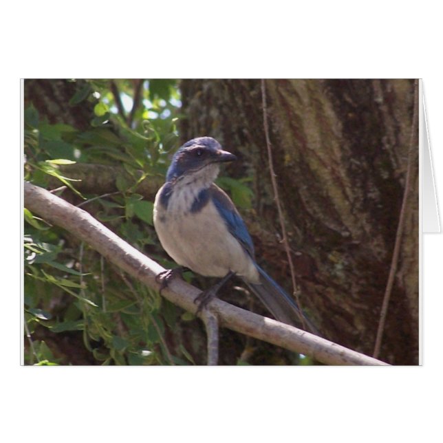 Cartão Scrub Jay (Frente Horizontal)