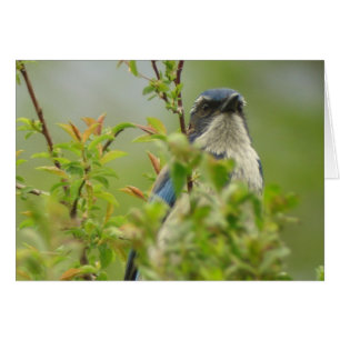 Cartão Scrub-Jay Ocidental