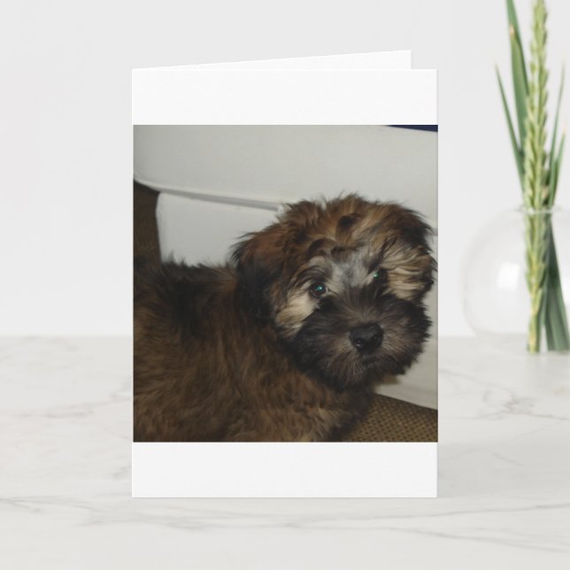 Cartão SCWT puppy (Frente)