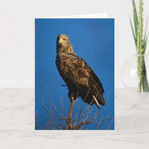 Cartão Sea Eagle na Escócia