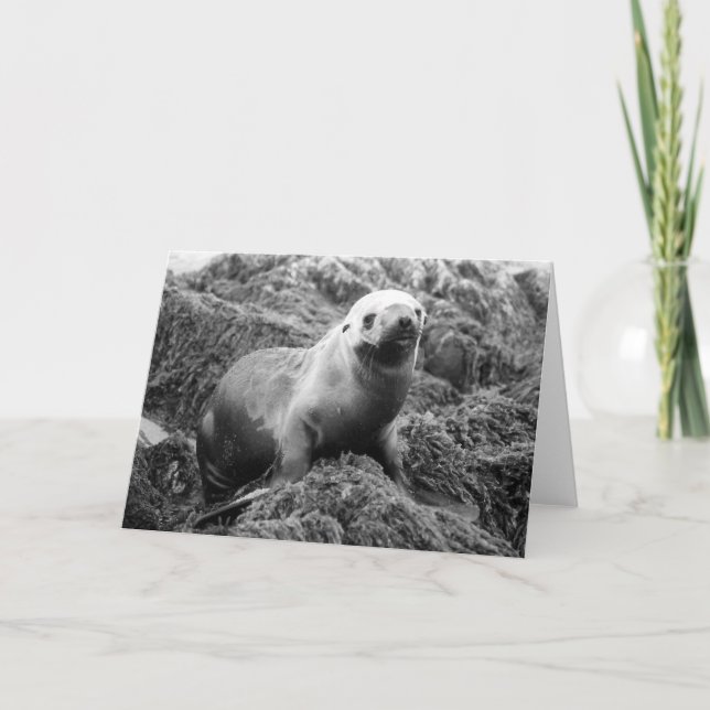 Cartão Sea Lion notecard (Frente)