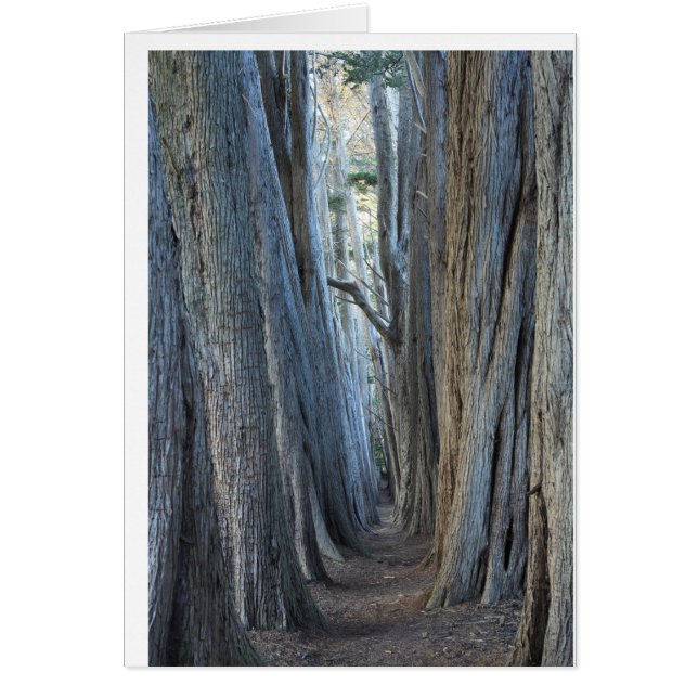 Cartão Sea Ranch, AC (Frente)