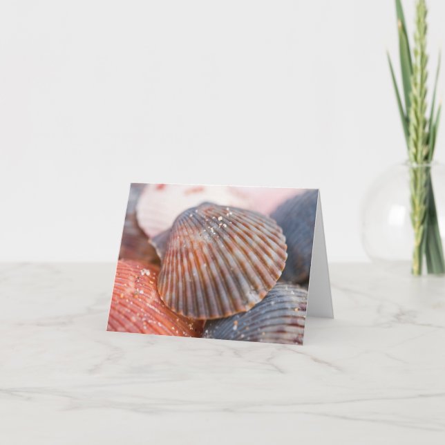 Cartão Sea Shells Note Card (Frente)