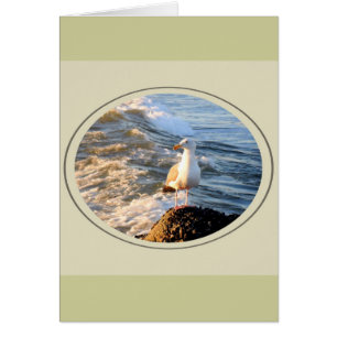 Cartão Seagull
