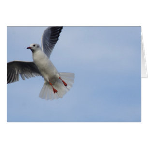 Cartão Seagull