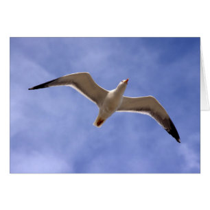 Cartão Seagull