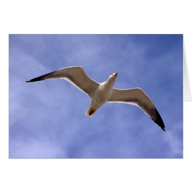 Cartão Seagull (Frente Horizontal)