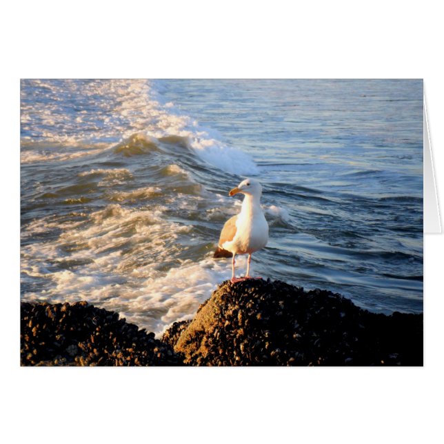 Cartão Seagull (Frente Horizontal)