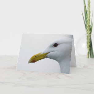 Cartão Seagull amigável?