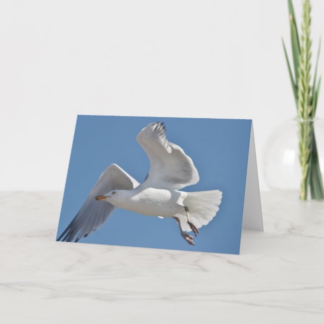 Cartão Seagull greeting card (Frente)