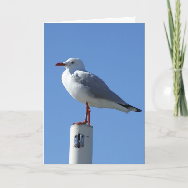 Cartão Seagull Greeting Card (Frente)