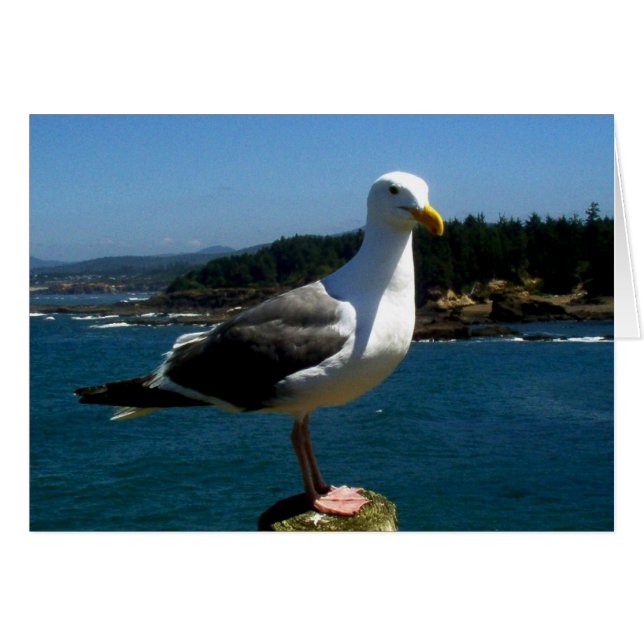 Cartão Seagull Medium (Frente Horizontal)