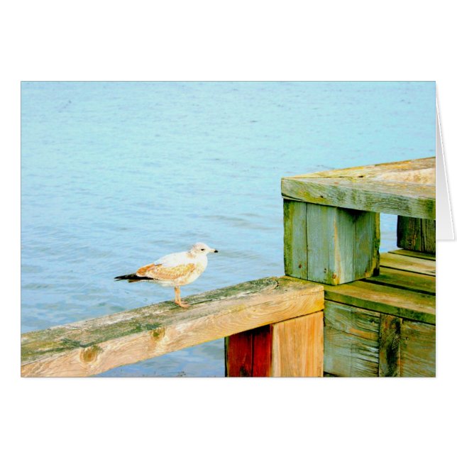 Cartão Seagull na enfermaria (Frente Horizontal)
