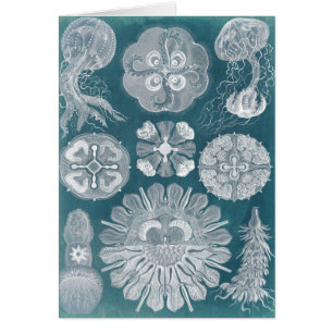 Cartão Sealife Blueprint IV