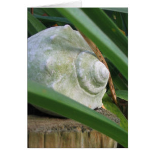 Cartão Seashell