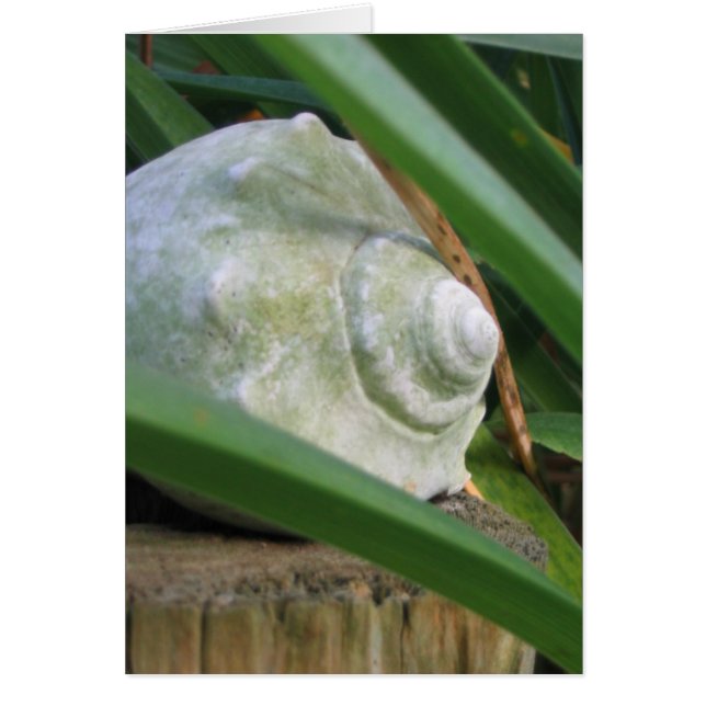 Cartão Seashell (Frente)