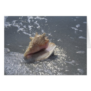Cartão Seashell na ilha da praia Sanibel, Florida