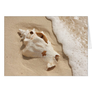 Cartão Seashell na ilha das Caraíbas grande do turco da