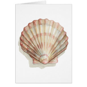 Cartão Seashell Rosa e Cream
