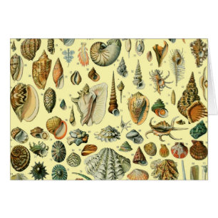 Cartão Seashell Shell Mollusk Clam Elegant Clam Art