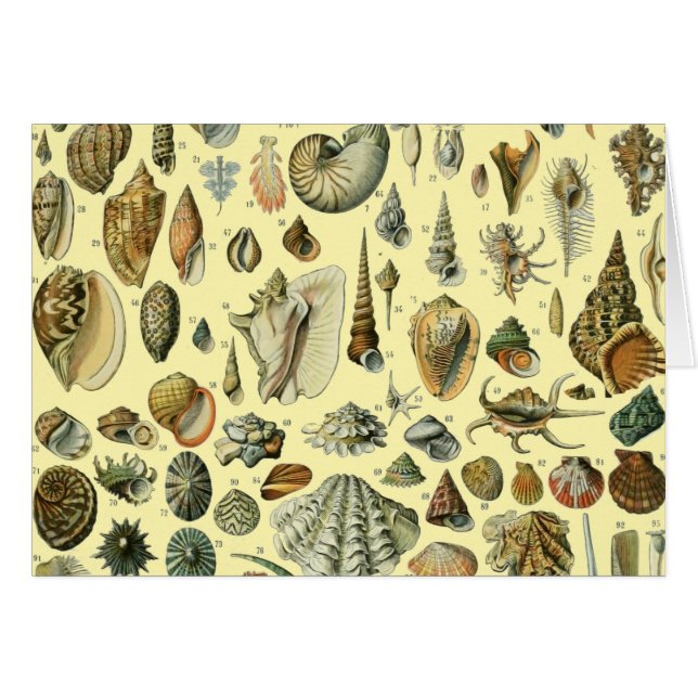 Cartão Seashell Shell Mollusk Clam Elegant Clam Art (Frente Horizontal)
