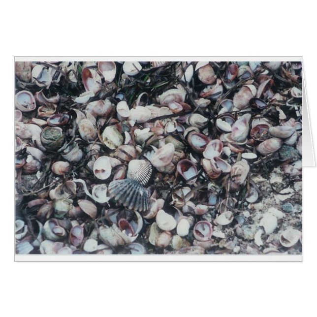 Cartão Seashells (Frente Horizontal)