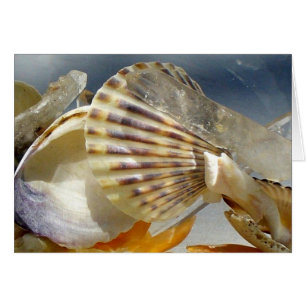 Cartão Seashells e cristal