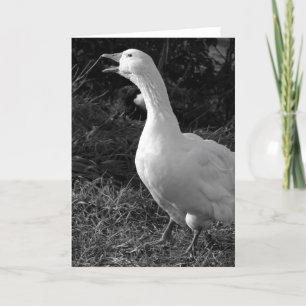 Cartão Sebbie de Honra