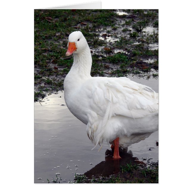 Cartão Sebbie em um poço (Frente)