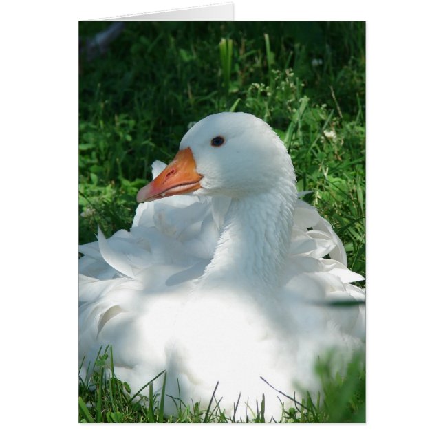 Cartão Sebbie Goose (Frente)