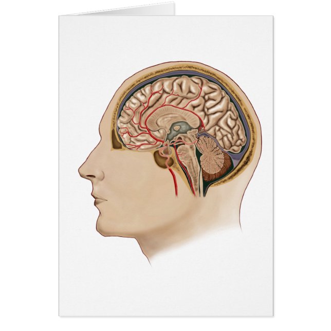 Cartão Seção Cruzada Do Cérebro Com Artérias (Frente)