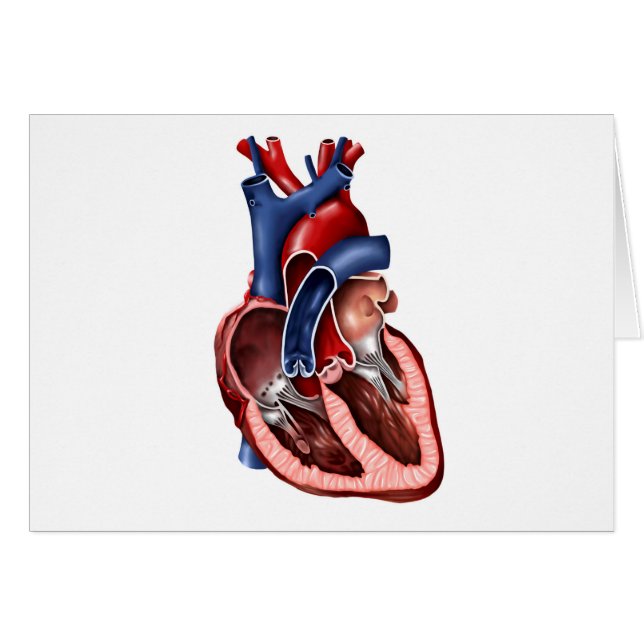 Cartão Seção Cruzada Do Coração Humano (Frente Horizontal)