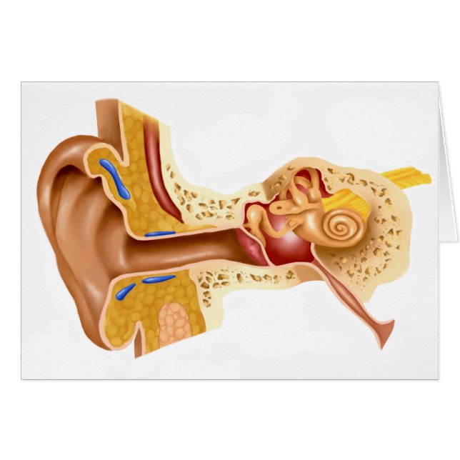 Cartão Seção Cruzada Do Ouvido Humano (Frente Horizontal)