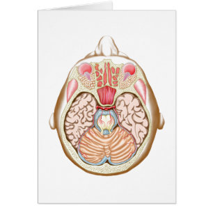 Cartão Seção transversal do cérebro médio