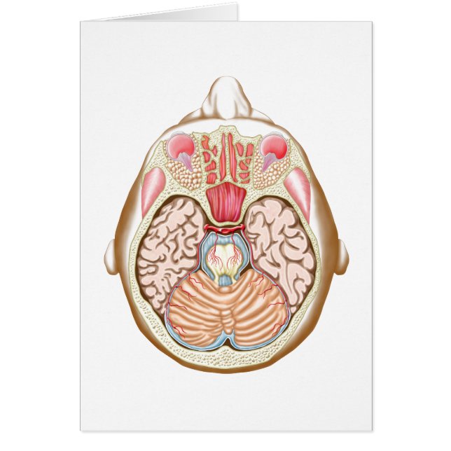 Cartão Seção transversal do cérebro médio (Frente)