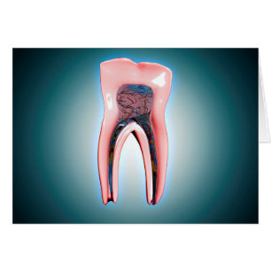 Cartão Secção transversal de um dente humano