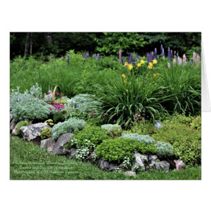 Cartão Sedum Artemisia Dianthus Rock Bed Lupine