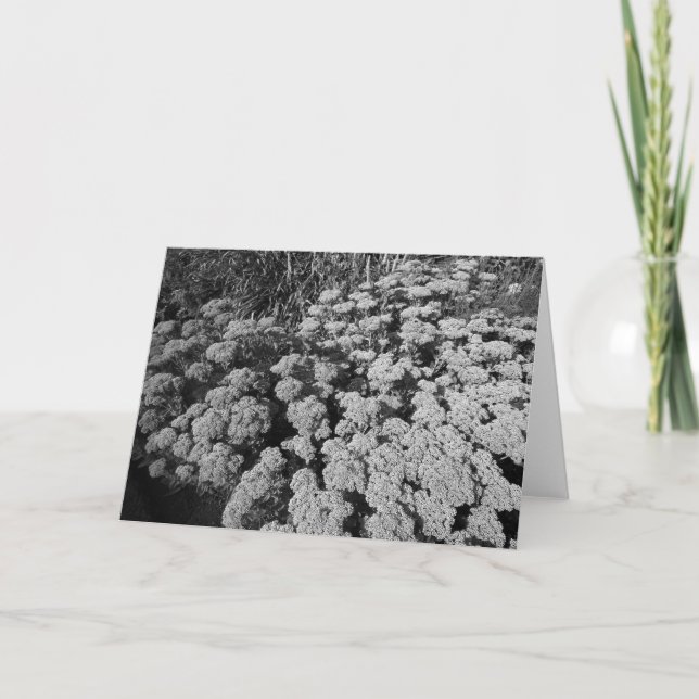 Cartão Sedum Autumn Joy (Frente)