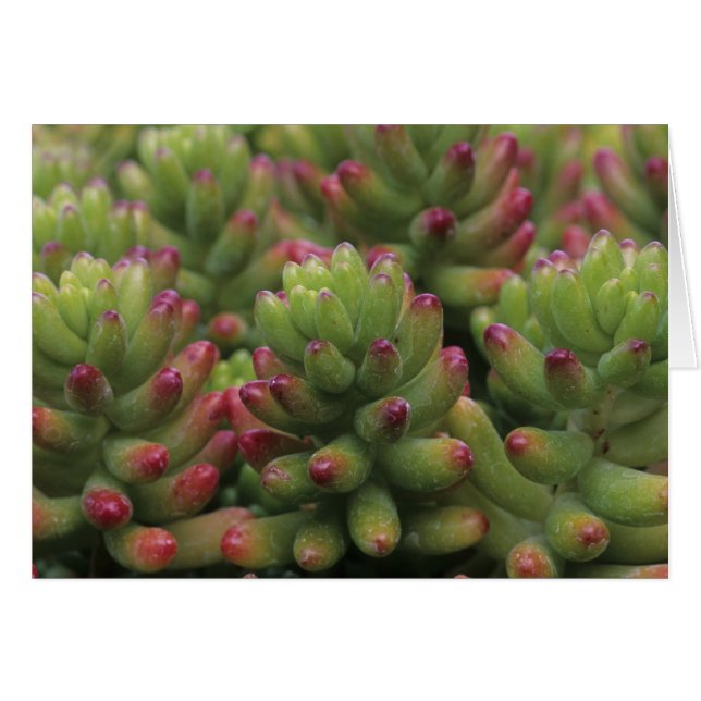 Cartão Sedum, Museu do Deserto da Arizona-Sonora, (Frente Horizontal)