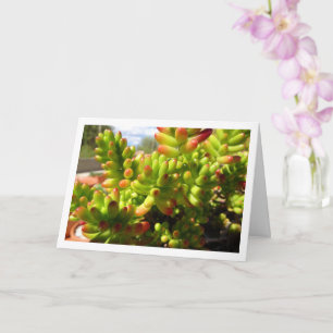 Cartão Sedum Rubrotinctum, Planta Suculenta Jelly Bean