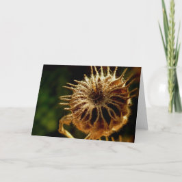 Cartão Seed Pod Blank Greeting Card