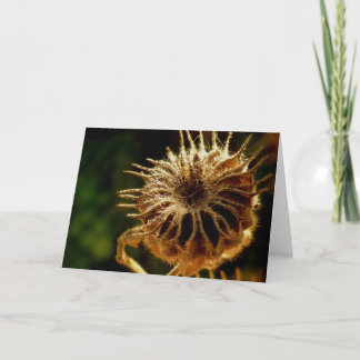 Cartão Seed Pod Blank Greeting Card