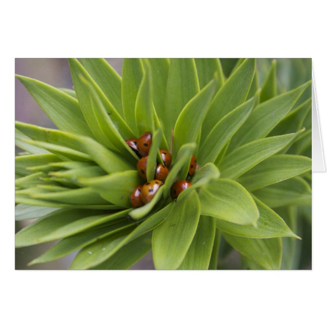 Cartão Seguro (Frente Horizontal)