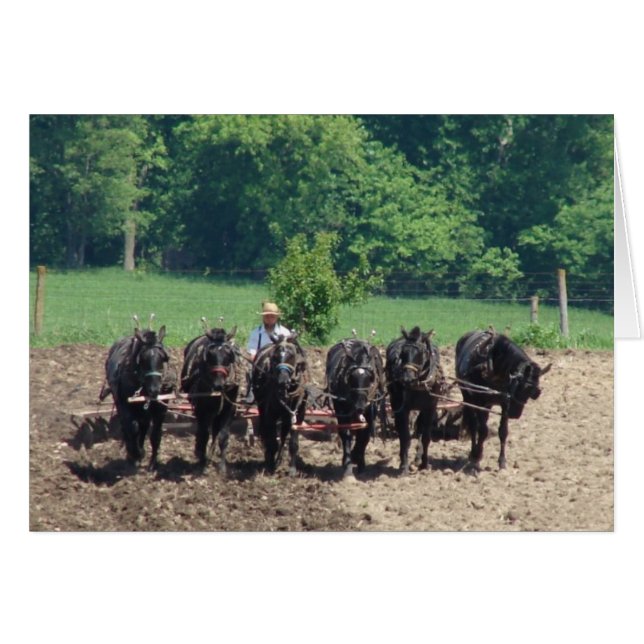 Cartão Seis Cavalos no Trabalho (Frente Horizontal)