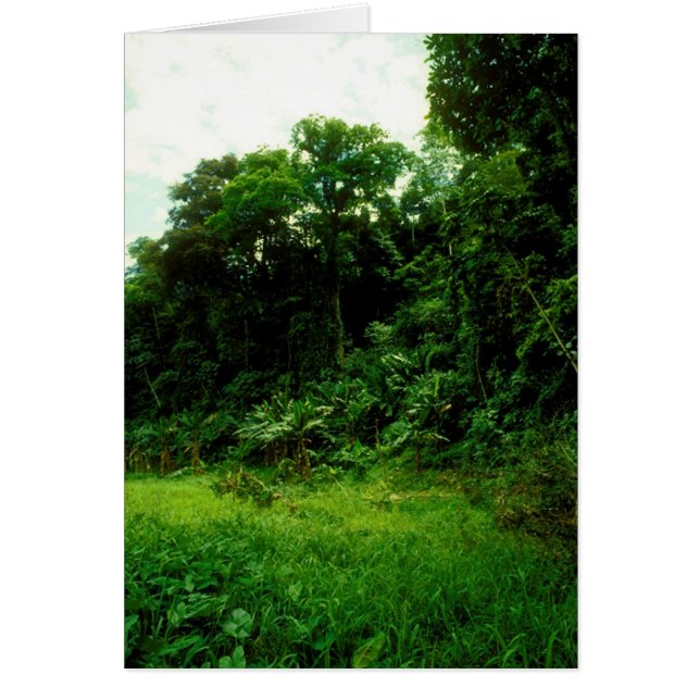 Cartão Selva/Beco de crocodilo (Frente)