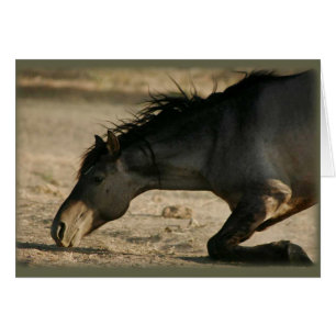 Cartão selvagem do rolamento do garanhão